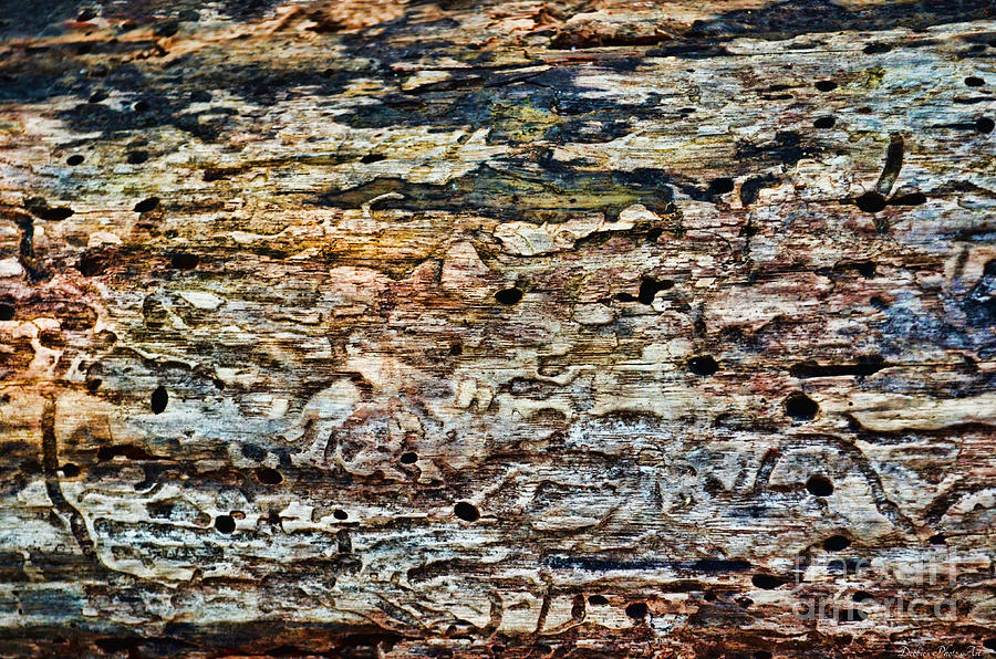Worm Wood Macro Photograph by Debbie Portwood