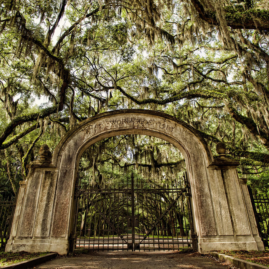 Wormsloe Entrance Photograph by Heather Applegate