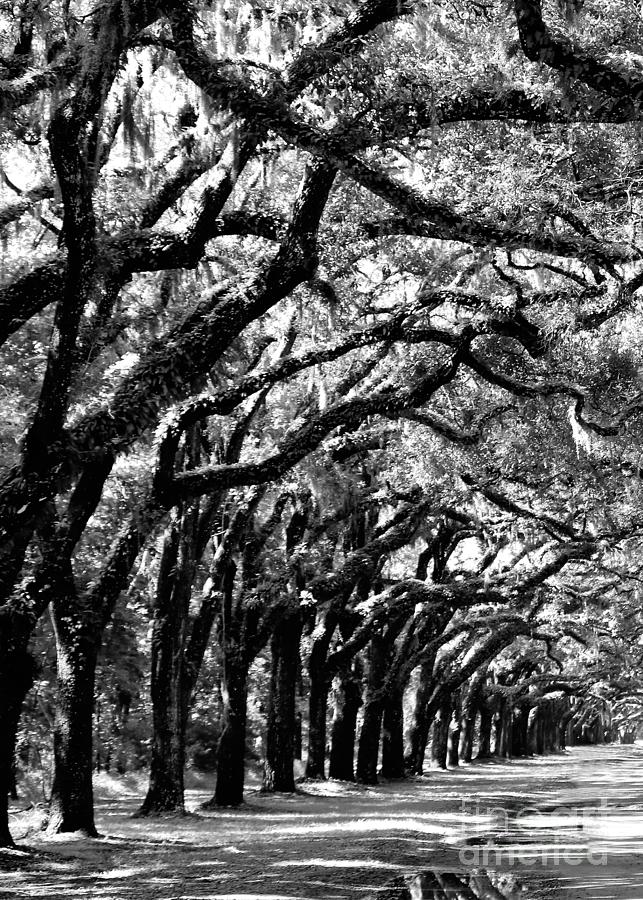 Black And White Photograph - Wormsloe Georgia No.7594 BW Reflect 1of3 by Diann Fisher