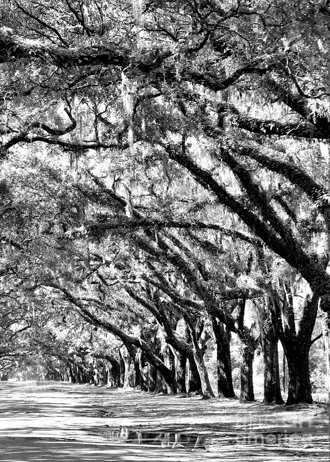 Black And White Photograph - Wormsloe Georgia No.7594 BW Reflect 3of3 by Diann Fisher