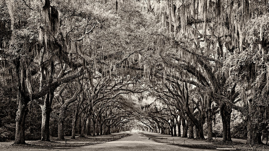 Wormsloe Photograph by Heather Applegate