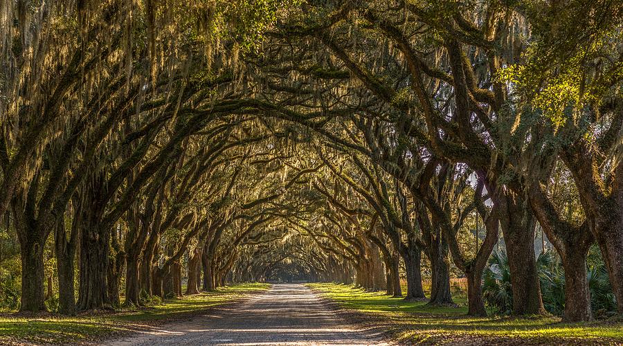 Wormsloe Historic Site Photograph by Bryan Xavier