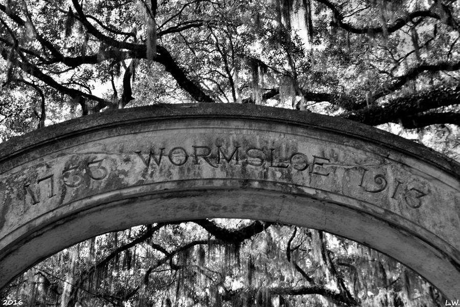 Wormsloe Plantation Isle Of Hope Ga Black And White Photograph by Lisa Wooten