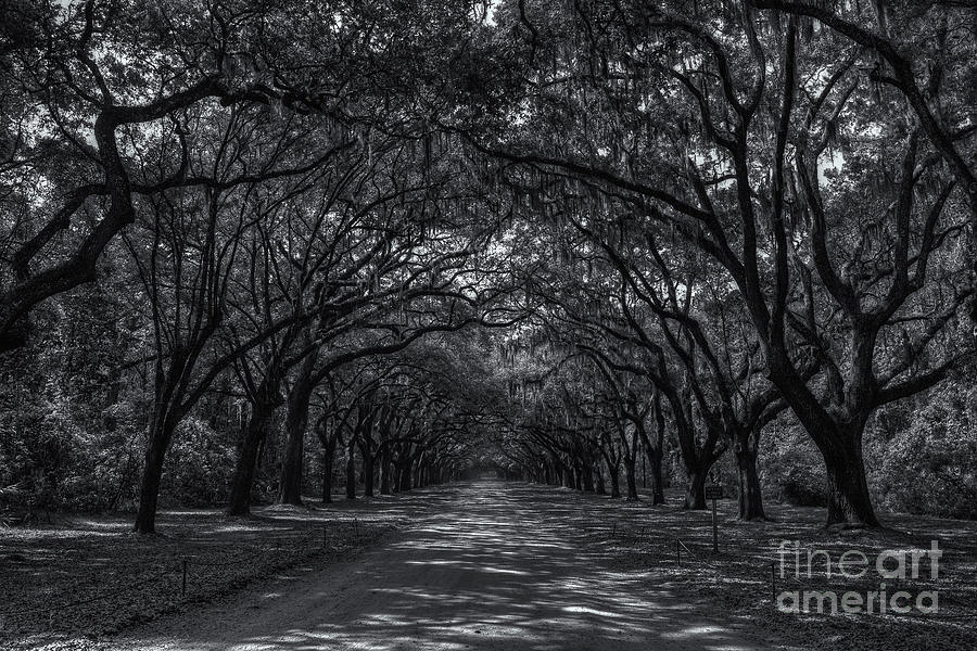 Wormsloe Plantation Oak Lined Entrance II Photograph by Clarence Holmes