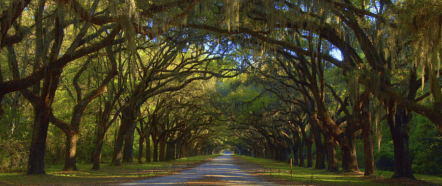 Wormsloe Plantation - Savannah, Georgia Photograph by Steve Schrock ...