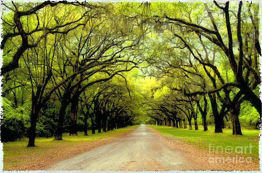 Wormsloe State Historic Site Photograph by Martha Reilly - Pixels