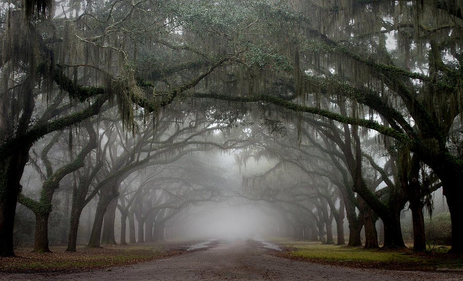 Wormsloe Photograph by Greg Waters