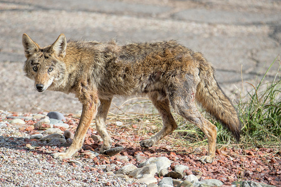 Worn down Coyote Photograph by Dan McManus