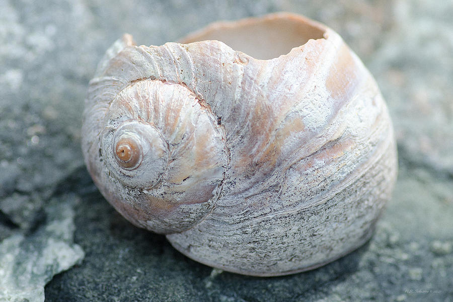 Worn Shell Photograph by WB Johnston
