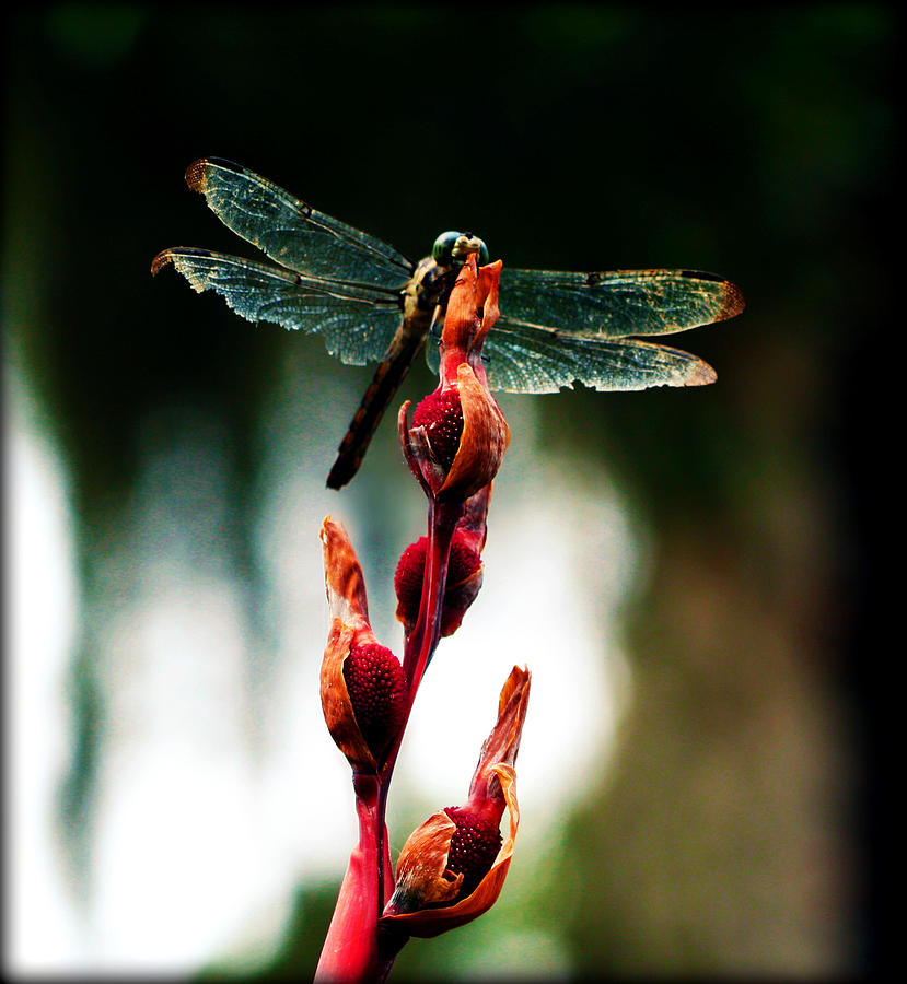 Dragon Photograph - Wornout Dragonfly by Susie Weaver