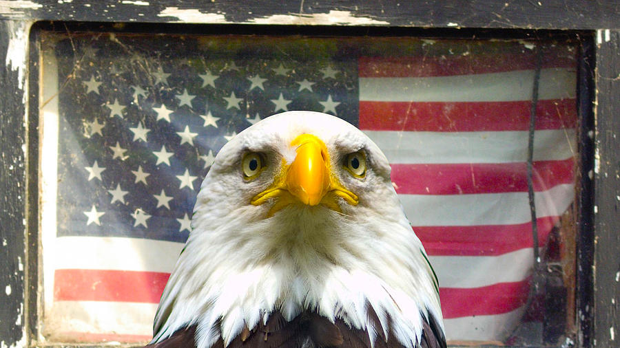 Worried Eagle Photograph by Lynn Hansen