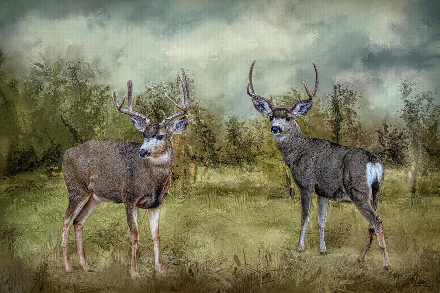 Deer Photograph - Worth Two Bucks by Donna Kennedy