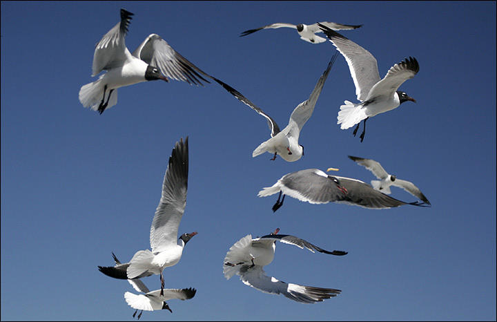 Birds Photograph - Would Like Frys With That by Kelley Swinney Birds Photograph - Would Like Frys With That by Kelley Swinney