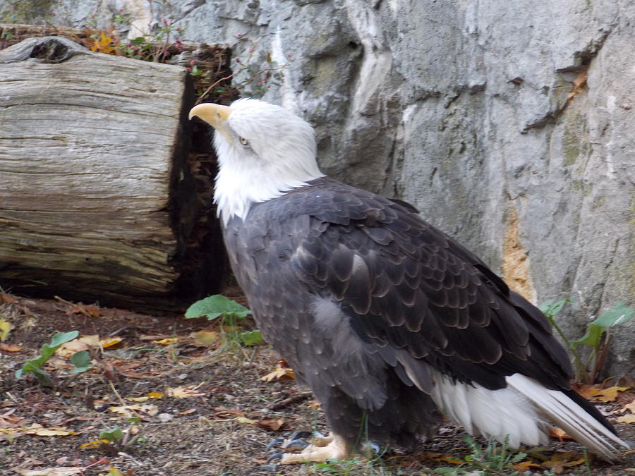 Wounded Eagle Photograph by Catherine Gagne