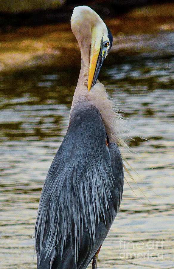 Wounded Heron Photograph by Barry Bohn