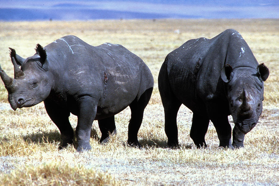 Wounded Rhinos Photograph