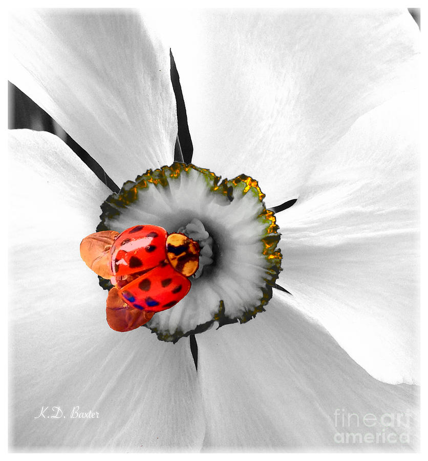 Wow Ladybug Is Hot Today Mixed Media by Kimberlee Baxter