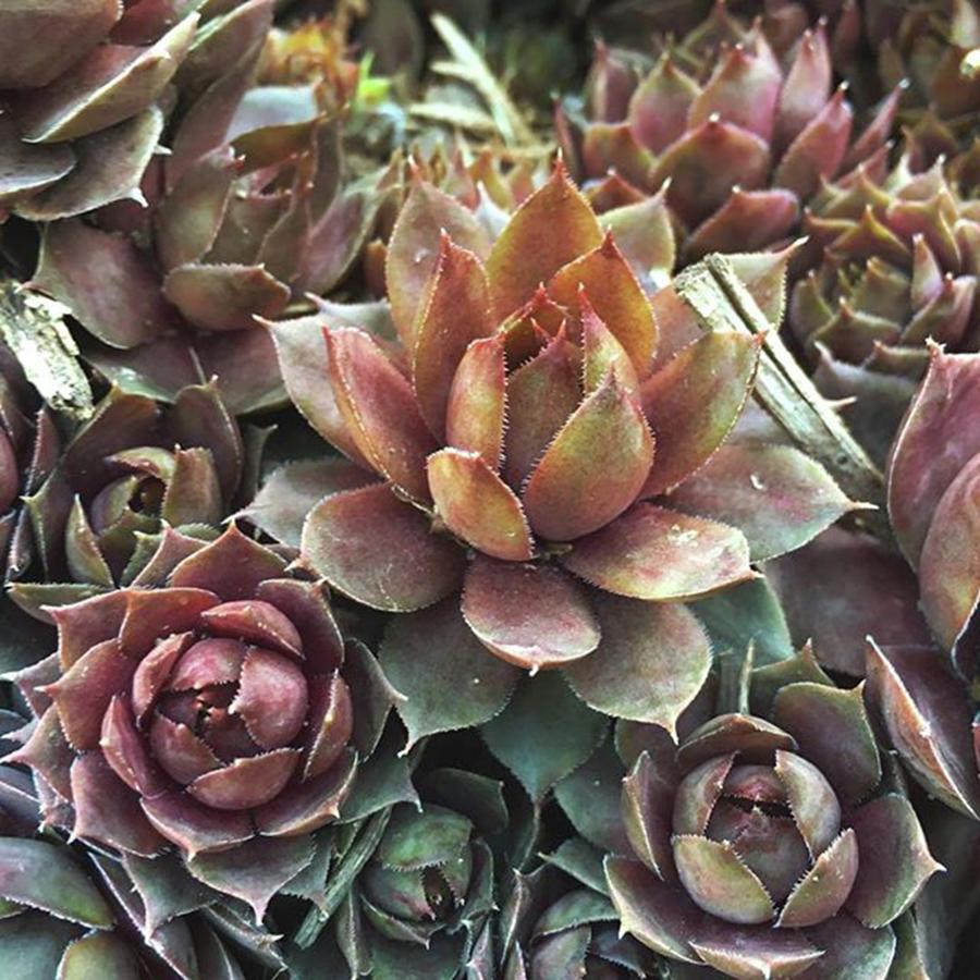 Nature Photograph - Succulents Hens And Chicks  by Phunny Phace