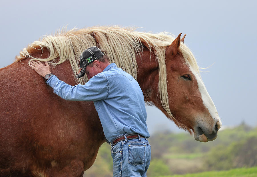 Wrangler Jeans and Belgian Horse Photograph by Robert Bellomy