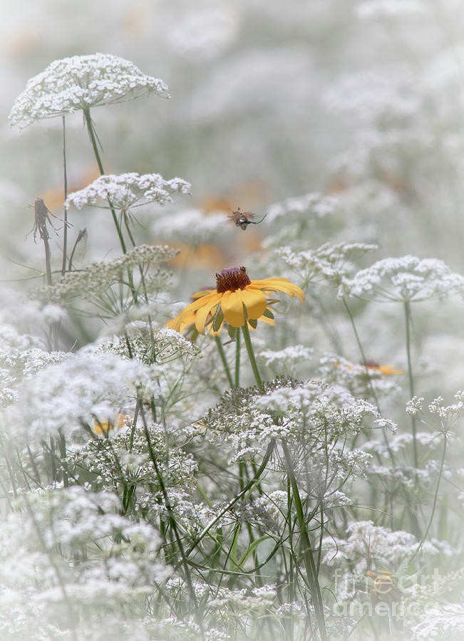 Wrapped In Queen Annes Lace Photograph by Robert Frederick
