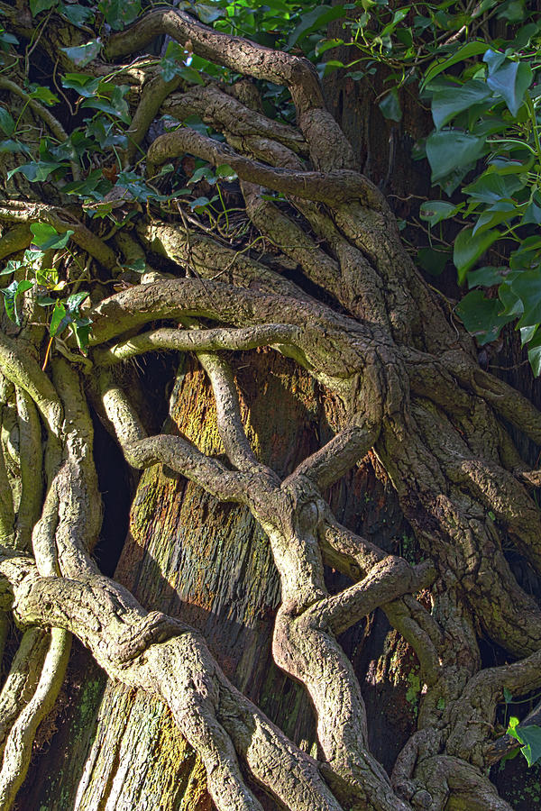 Wrapped In Roots Photograph by Naman Imagery