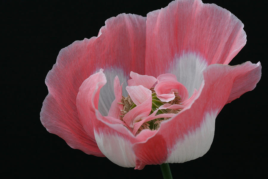 Poppy Photograph - Wrapped in Silk by Tammy Pool