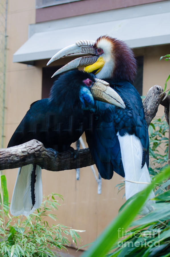 Wreathed Hornbills Photograph by Donna Brown