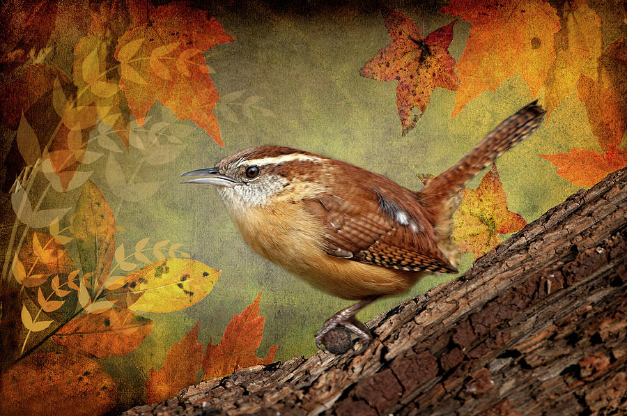 Wren in Autumn  Photograph by Bonnie Barry