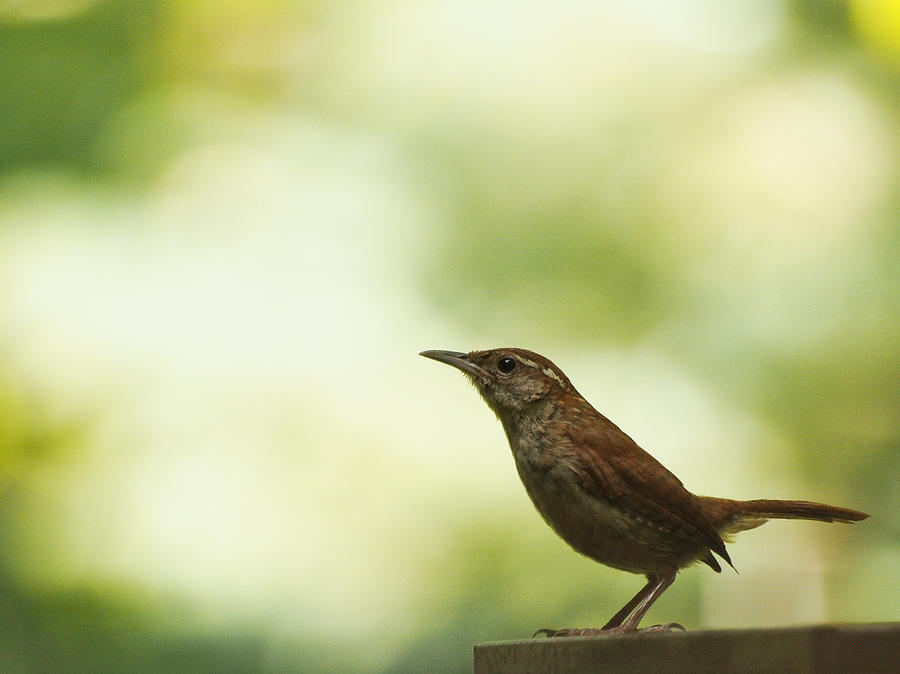 Wren In Summertime Photograph by Dorothy Lee