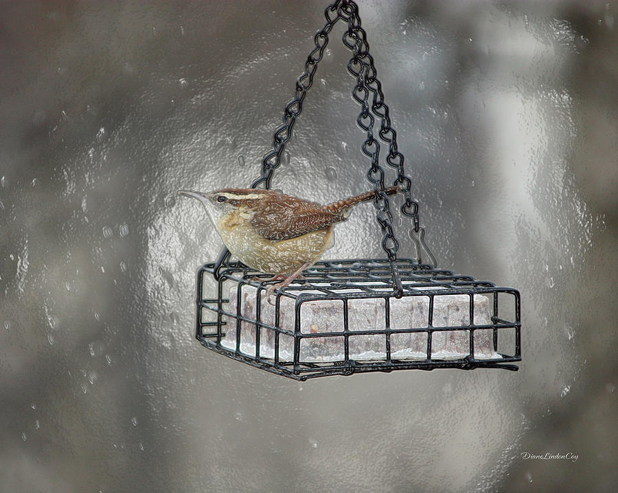 Wren is Dinner Photograph by Diane Lindon Coy