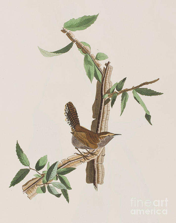 John James Audubon Painting - Wren by John James Audubon