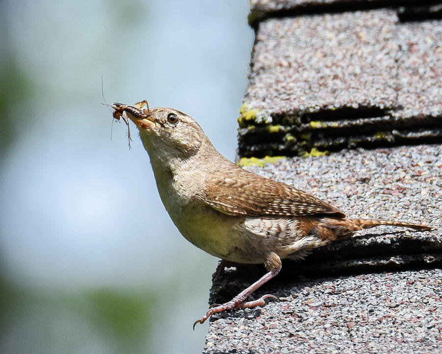 Wren on the Roof Photograph by Amy Porter