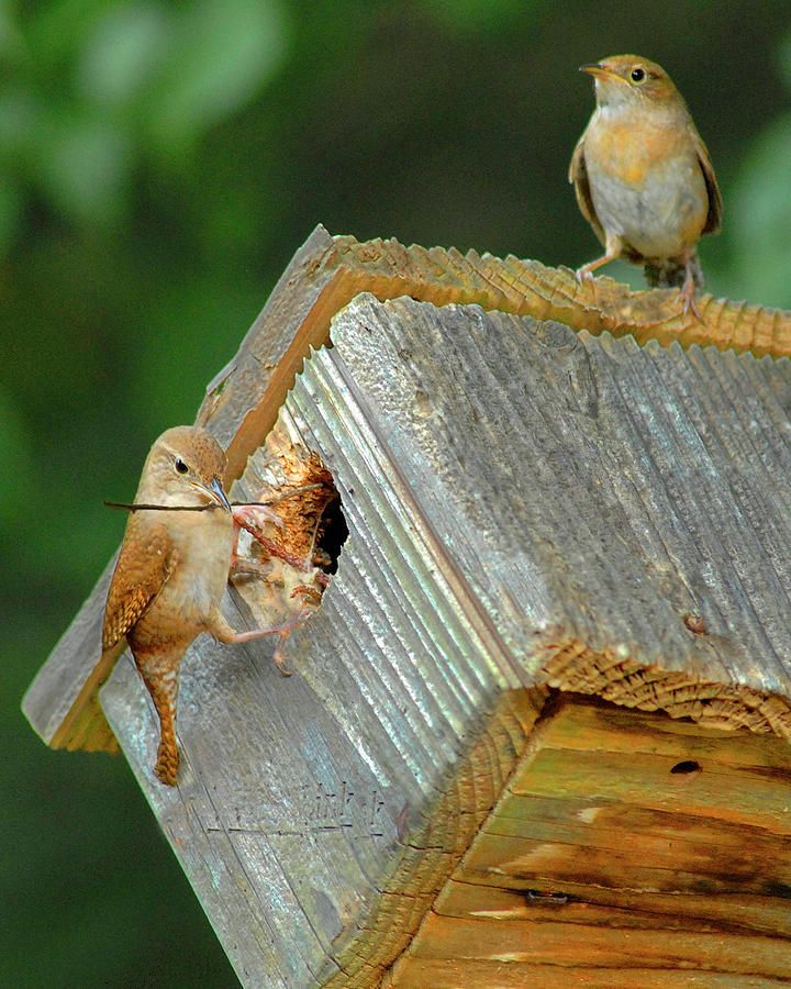 Wrens building nest Photograph by Don Wolf