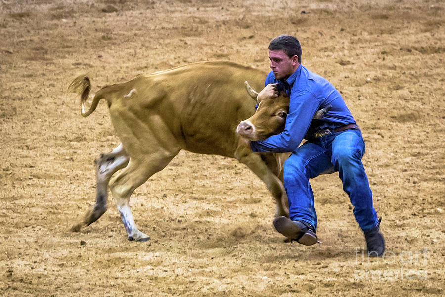 Wrestle That Steer Cowboy Photograph by Rene Triay FineArt Photos