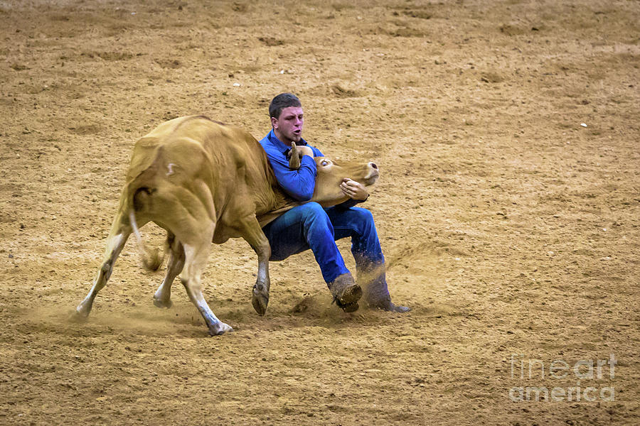 Wrestle that Steer Till You Are Blue in the Face Photograph by Rene Triay FineArt Photos