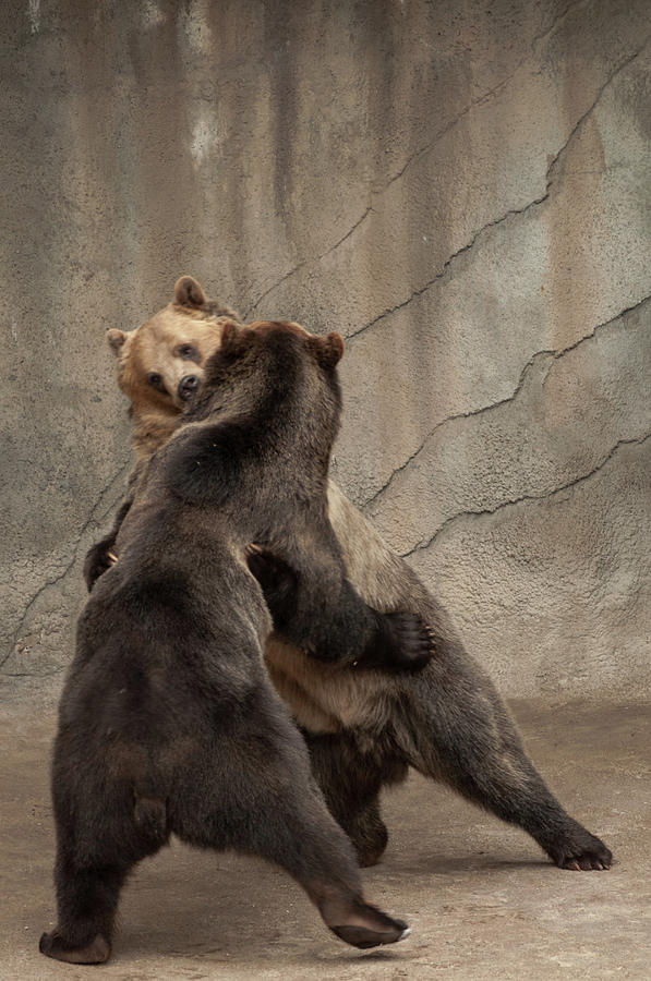 Wrestling Bears Photograph by Stewart Helberg