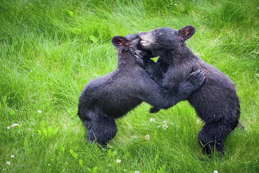 Wrestling Cubs Photograph by Tim Newton