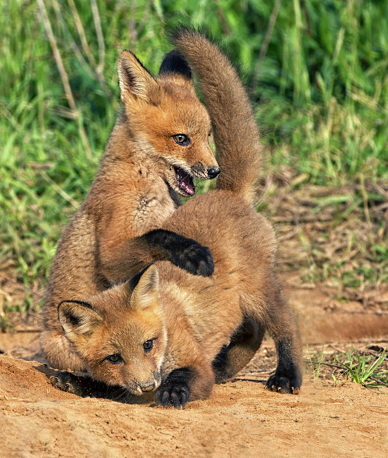 Wrestling Fox Kits Photograph by Art Cole