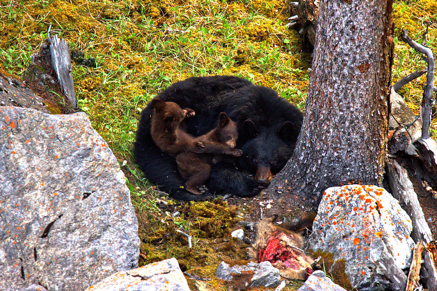 Wrestling While Mom Sleeps Photograph by Adam Jewell