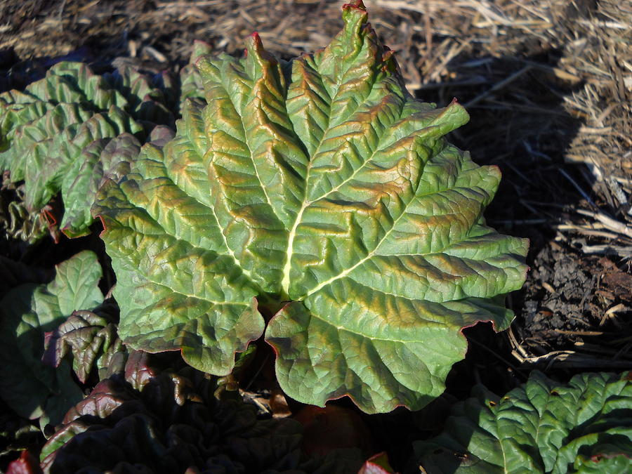 Wrinkled Green Rhubarb Leaf Photograph by Kent Lorentzen