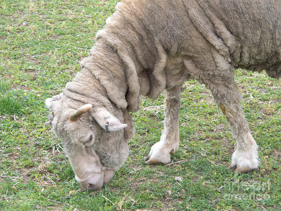 Wrinkled Lamb Photograph by Ann Horn