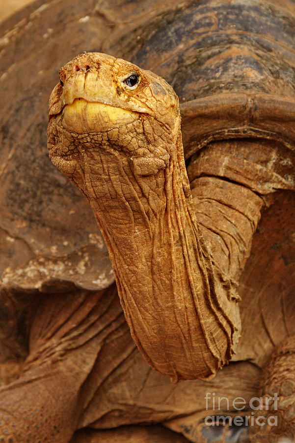 Wrinkled Wisdom Photograph by Tom Cheatham - Fine Art America