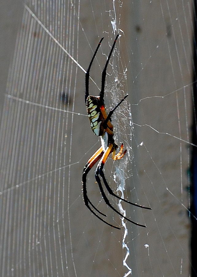 Writing Spider Photograph by Bindu Viswanathan