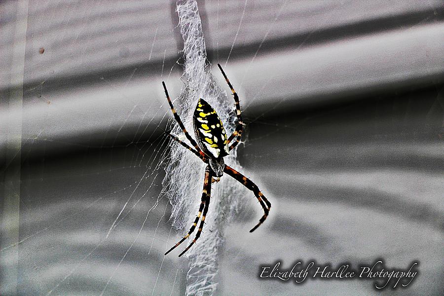 Writing Spider Photograph by Elizabeth Harllee