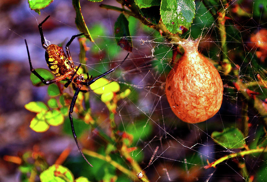 Writing Spider Guarding Its Egg Sac 001 Photograph by George Bostian