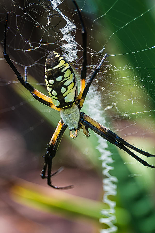 Writing Spider Photograph by Jarrett Griffin - Fine Art America