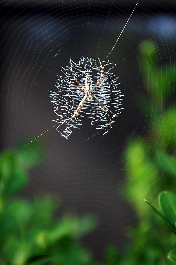 Writing Spider Web Photograph by Bindu Viswanathan
