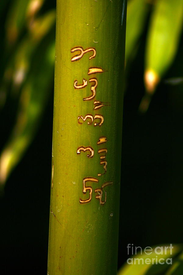 Bamboo Photograph - Written Bamboo 01 by April Holgate