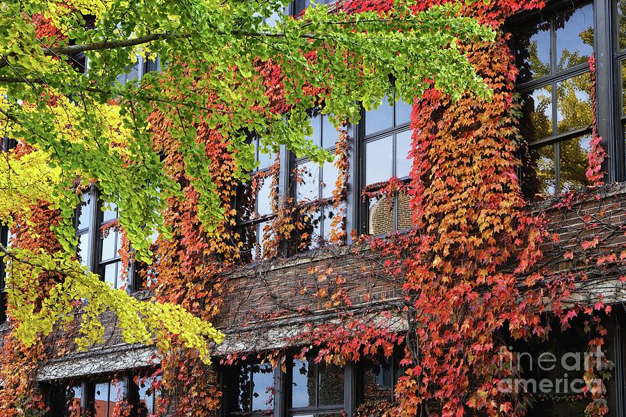University Photograph - WSU Somsen Windows in Fall by Kari Yearous