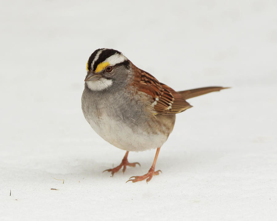 WT Sparrow Photograph by Gerry Sibell
